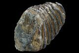 Partial Southern Mammoth Molar - Hungary #123660-4